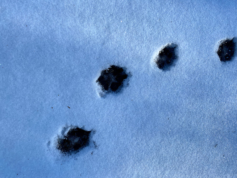 educational ideas with snow