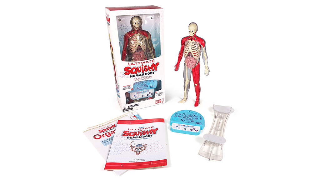 ULTIMATE SQUISHY HUMAN BODY The Toy Insider
